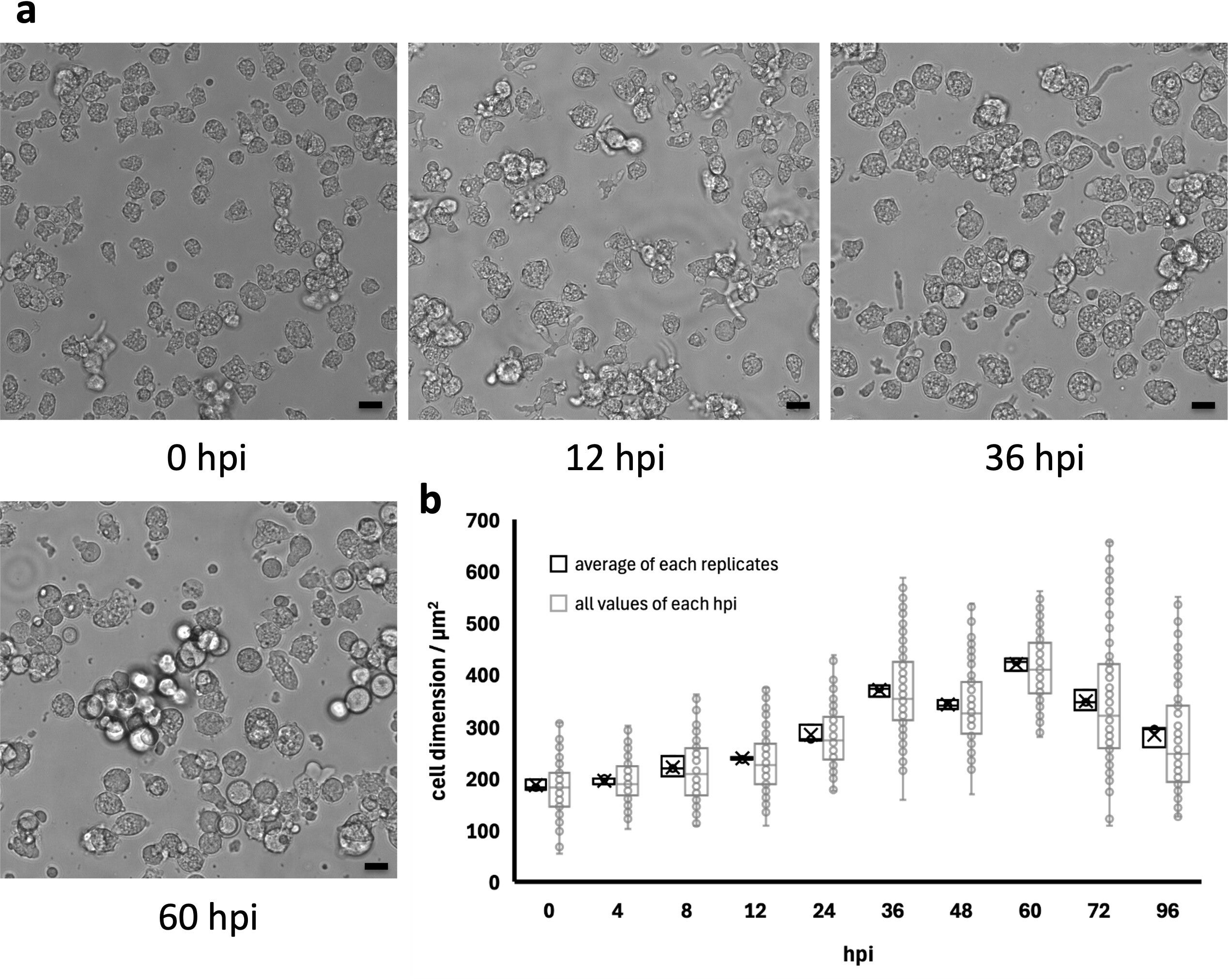 CPE of the host cell size by ushikuvirus infection.