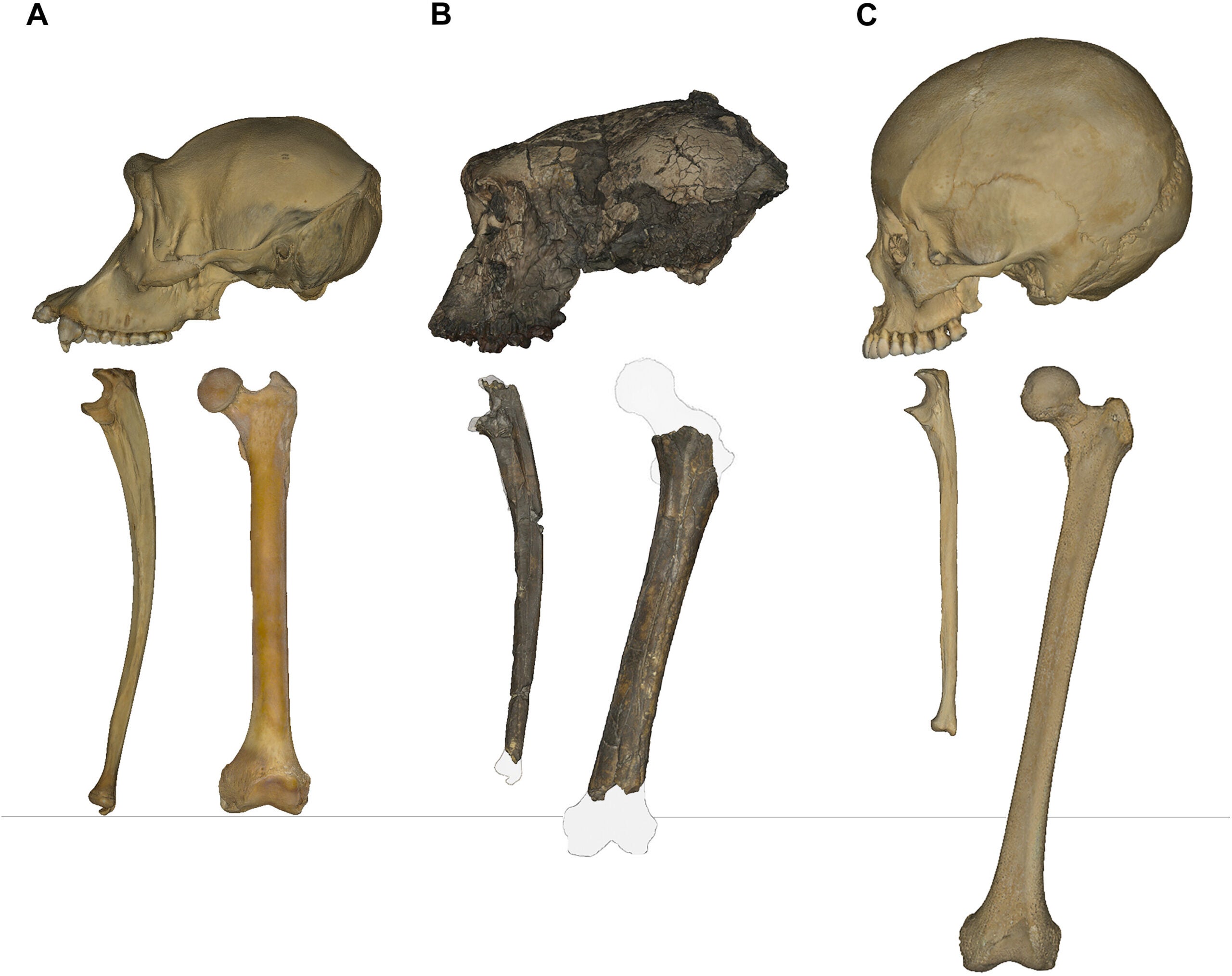 S. tchadensis fossils (TM 266) compared to a chimpanzee and a human.