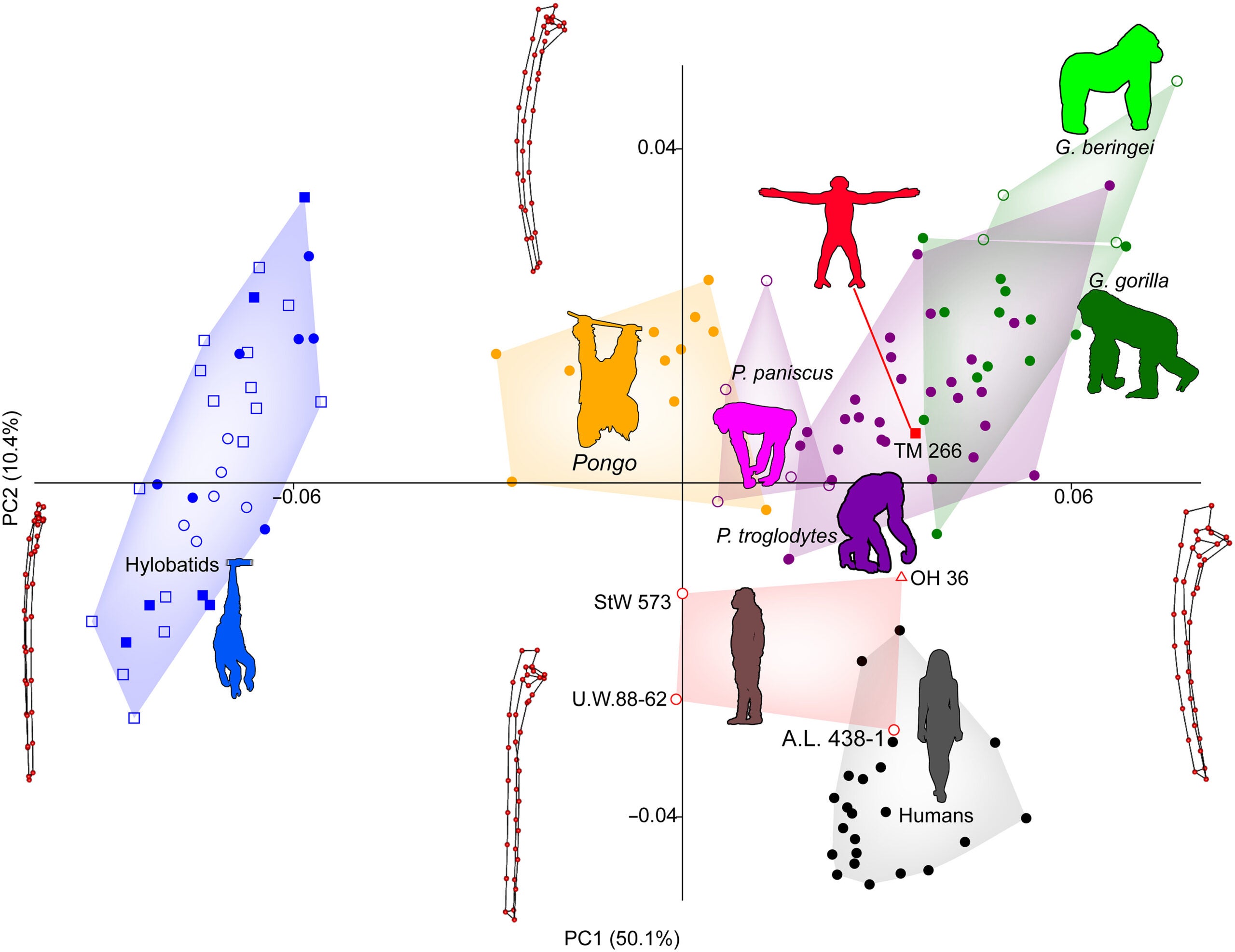 Principal components analysis (PCA) scatterplot of the ulna of Sahelanthropus.
