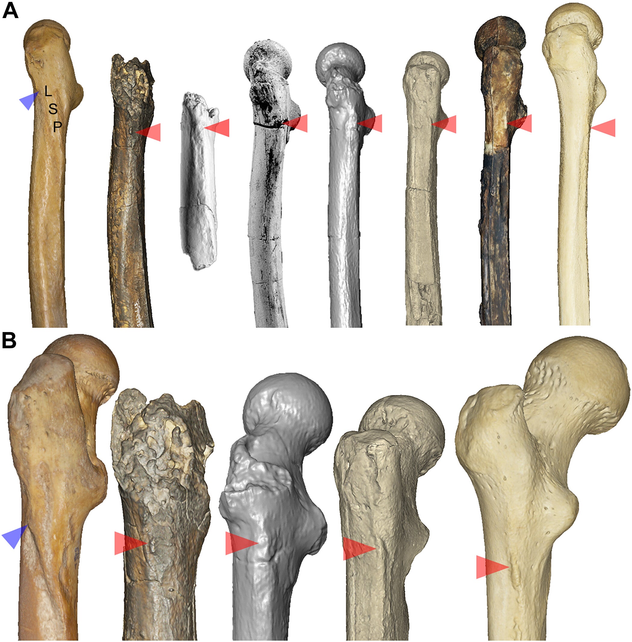 Lateral and posterolateral femoral shaft morphology in chimpanzees and hominins.
