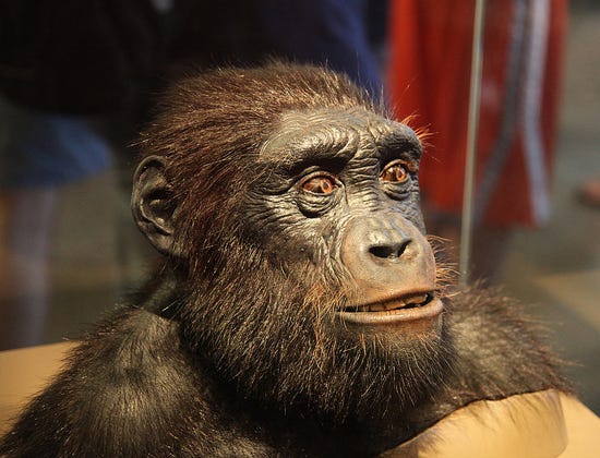 A reconstruction of Sahelanthropus tchadensis.