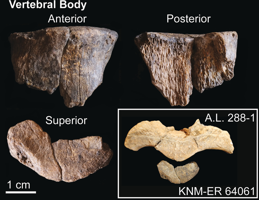 The vertebral body of KNM‐ER 64061 in anterior and posterior views (top row) and superior view (bottom row). The inset shows the body compared to a cast of the sacrum of A.L. 288‐1 in superior view.