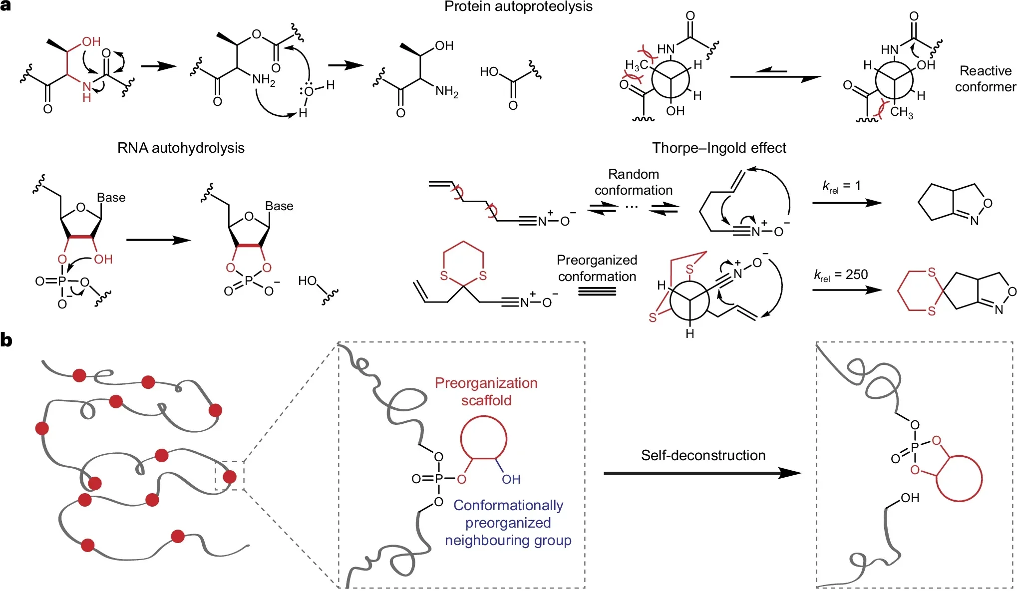 Design concept for polymer self-deconstruction driven by CPNGs.