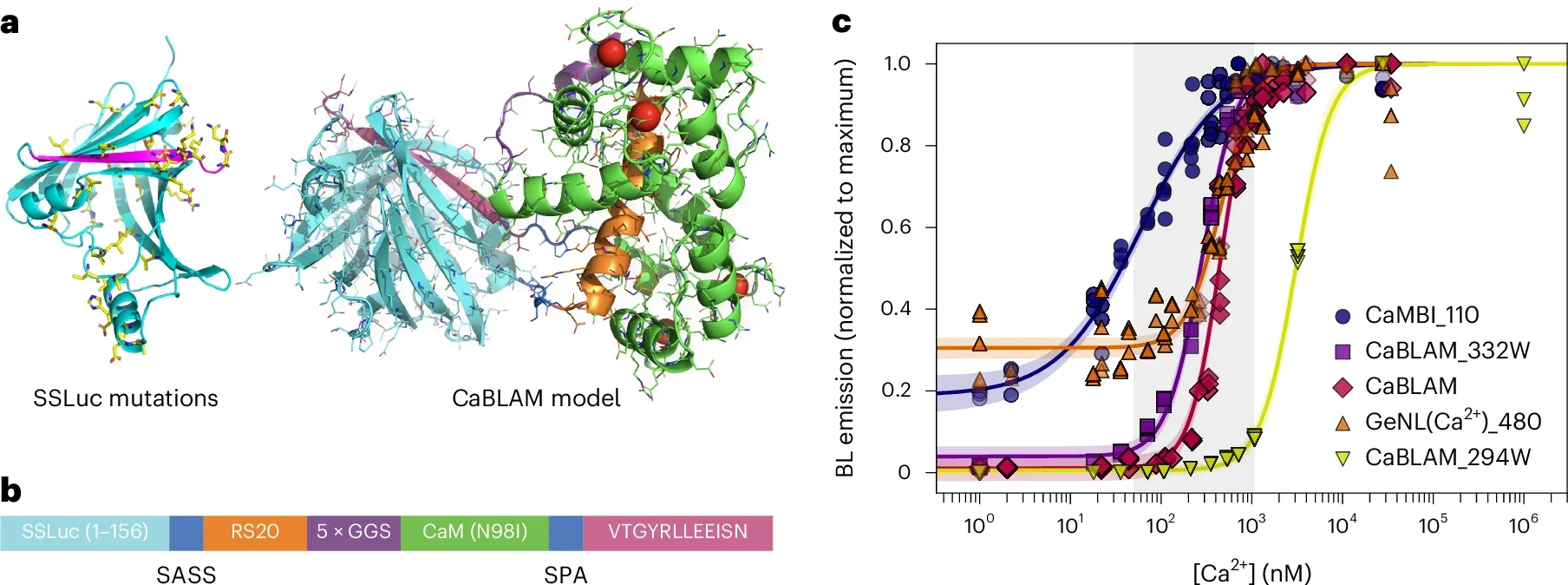 CaBLAM architecture and Ca2+ affinity.
