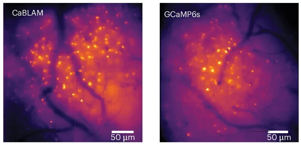 CaBLAM shows SNR comparable to GCaMP under epifluorescent illumination during in vivo mammalian imaging.