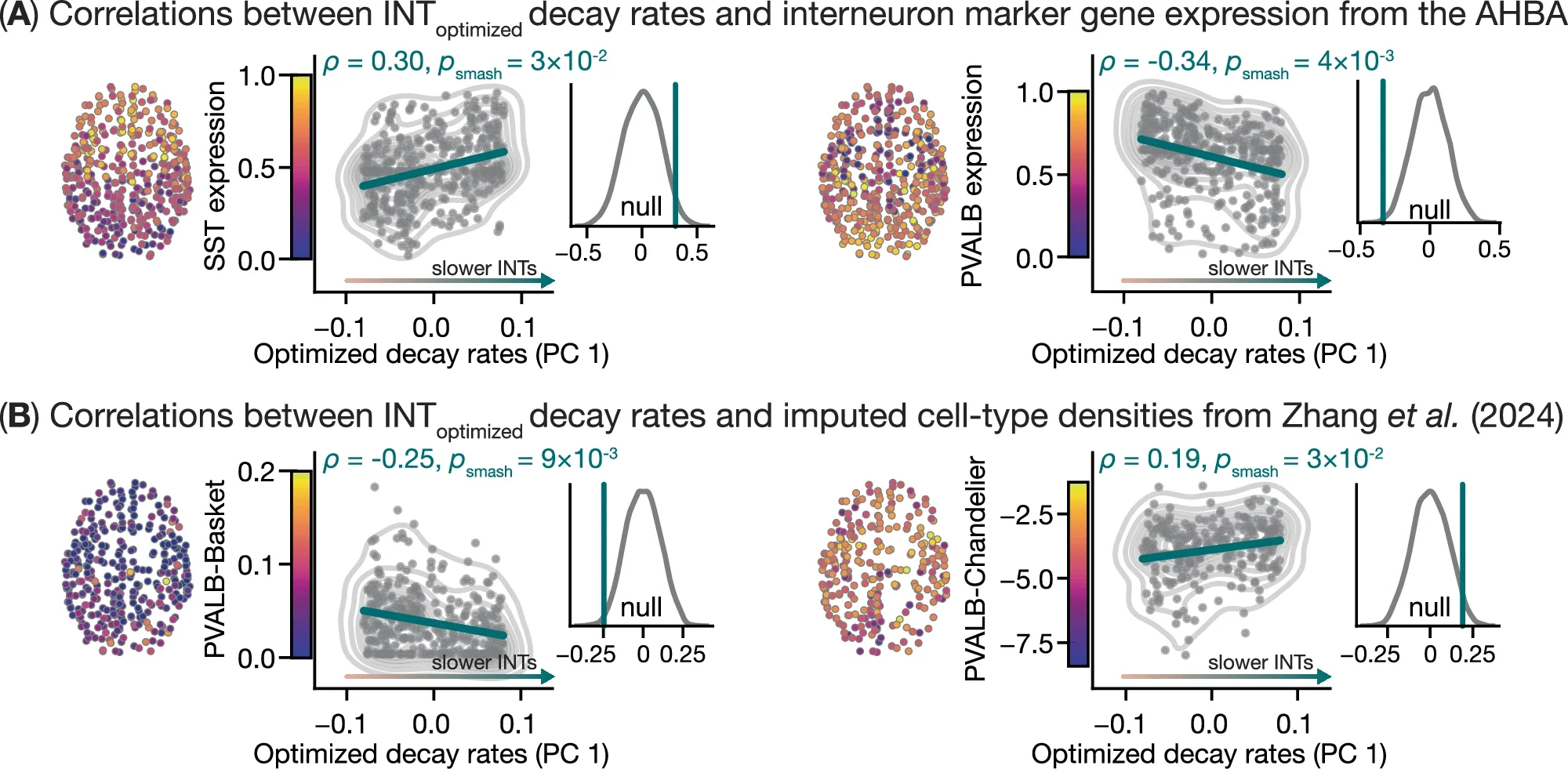 Model-based intrinsic neural time scales correlate with whole-brain maps of inhibitory interneurons.