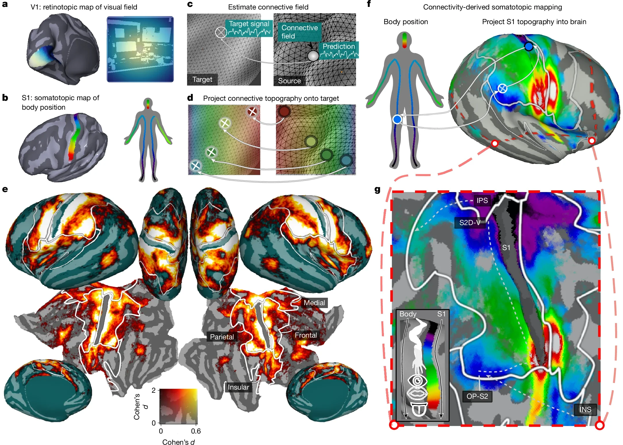 Connective-field modelling reveals endogenous somatotopic network.