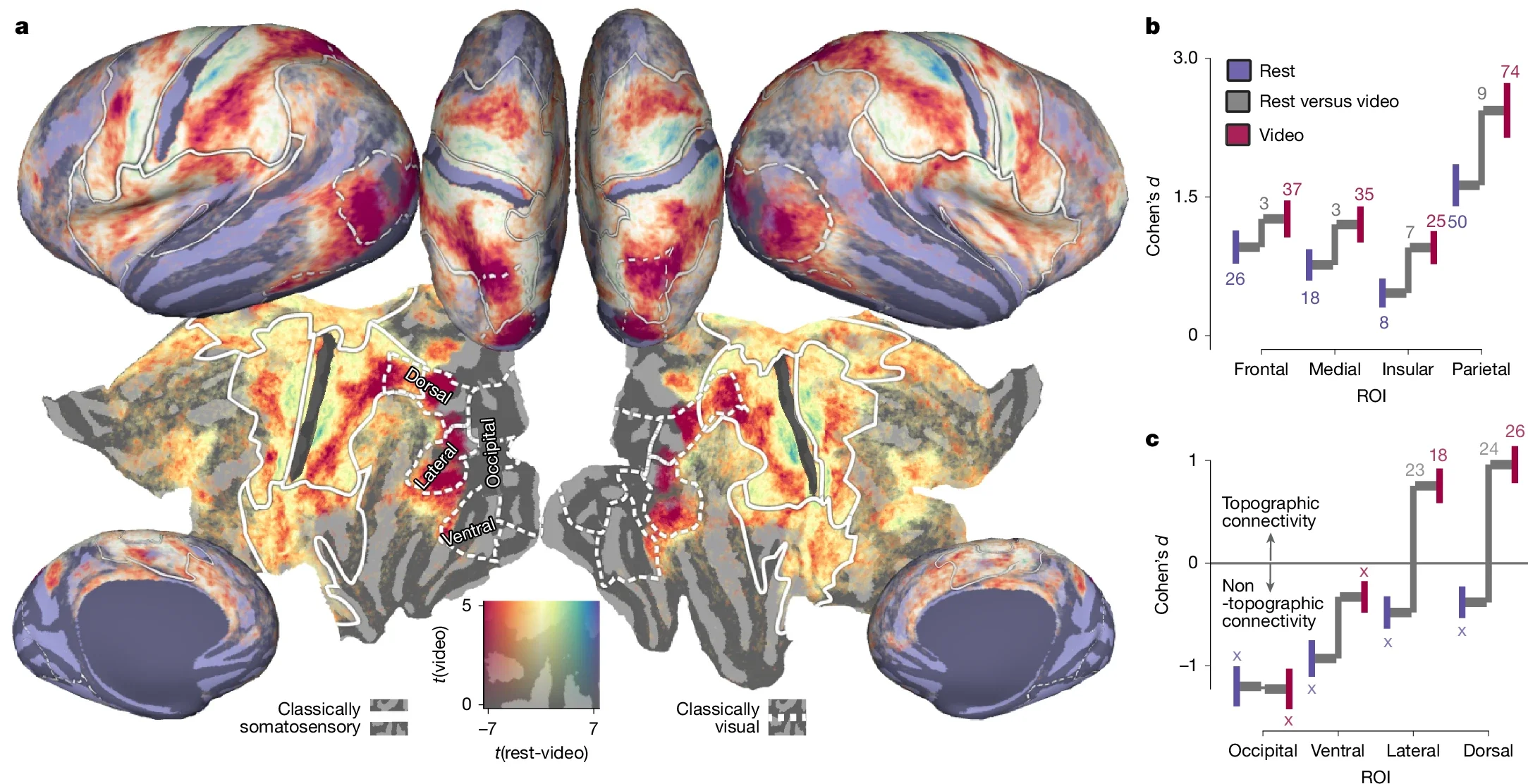 Somatotopic connectivity in visual cortex during video watching.
