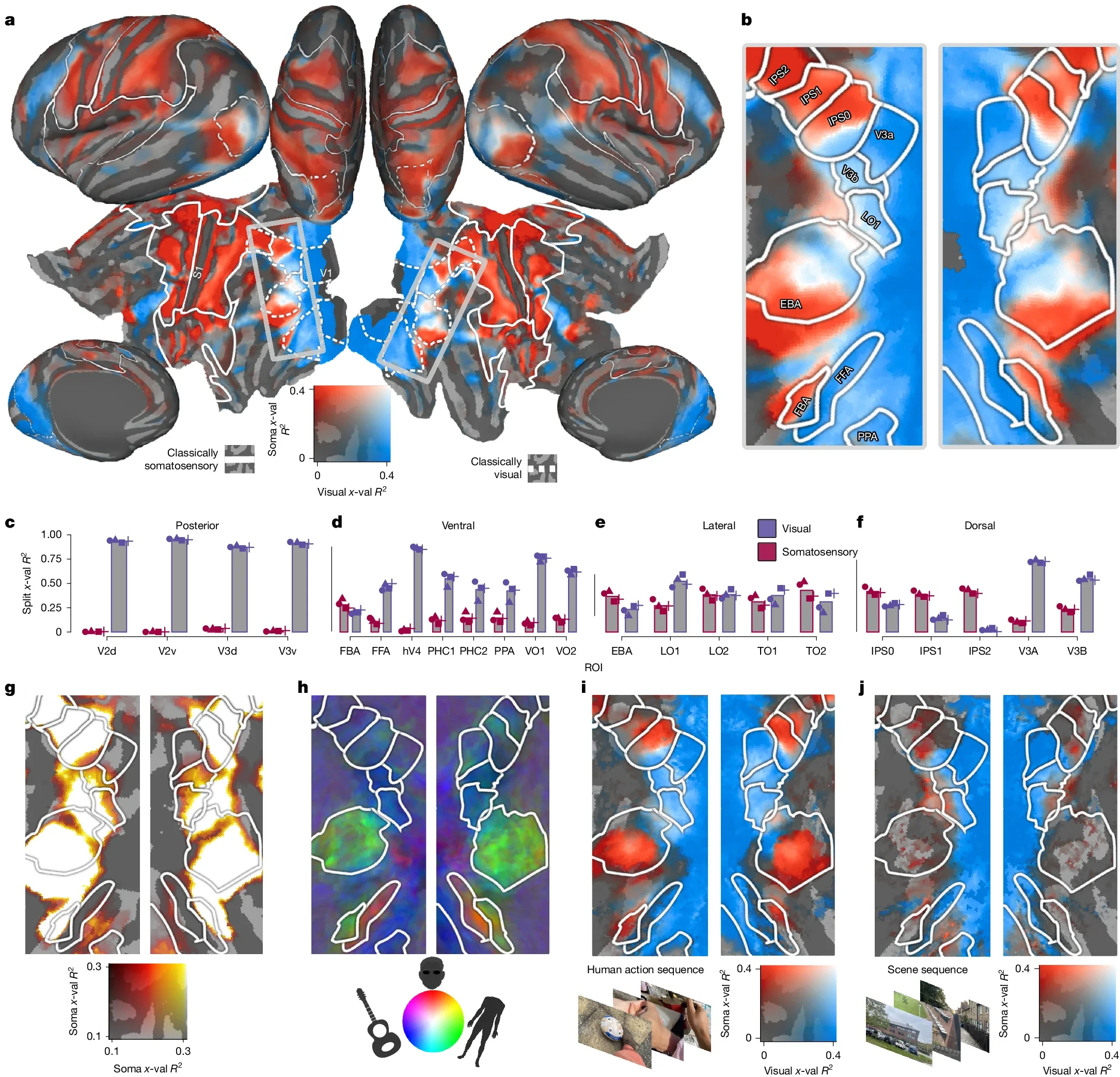 Multimodal topographic connectivity in dorsolateral visual cortex.