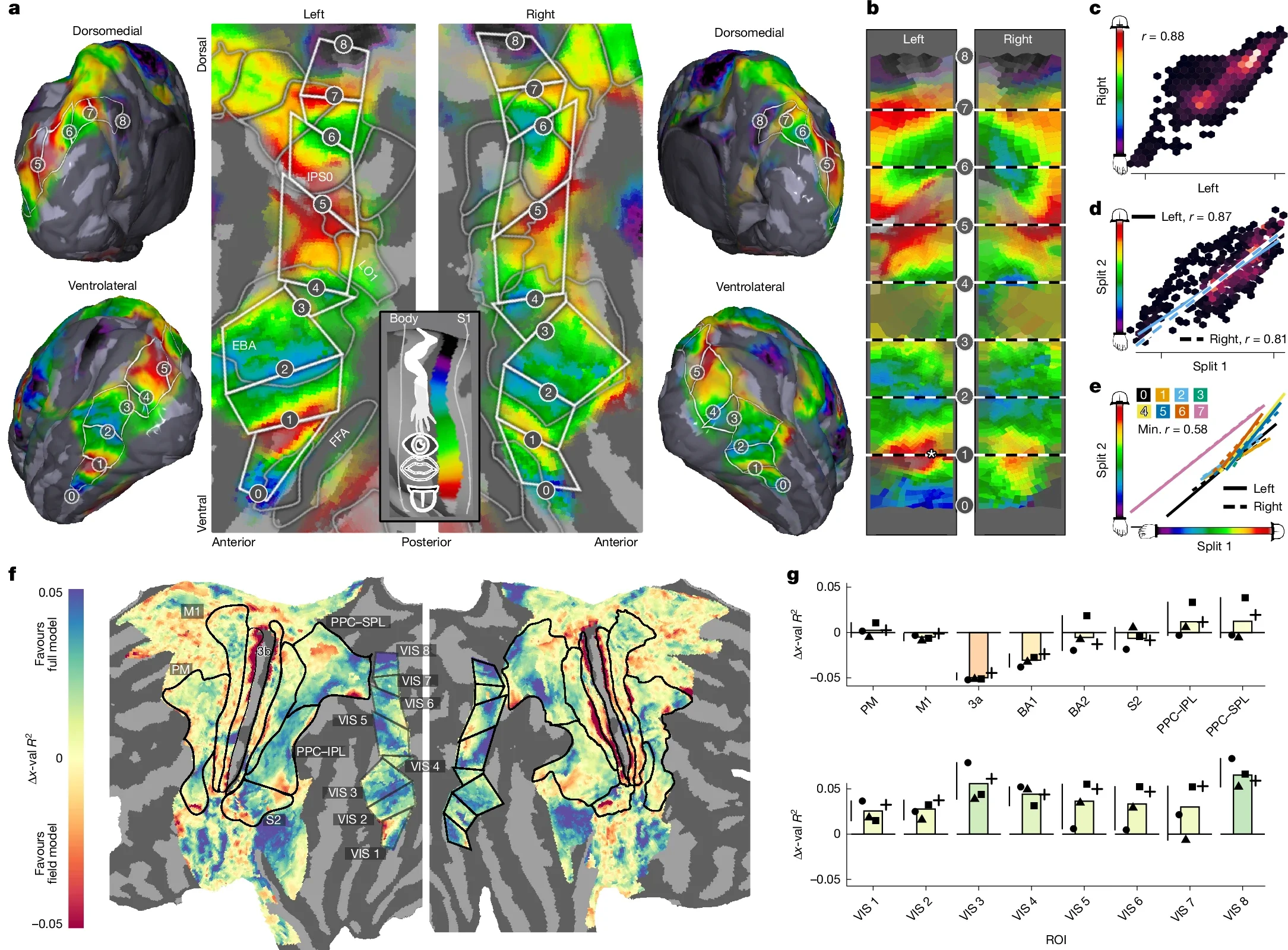 Structured somatotopic representations in dorsolateral visual cortex.
