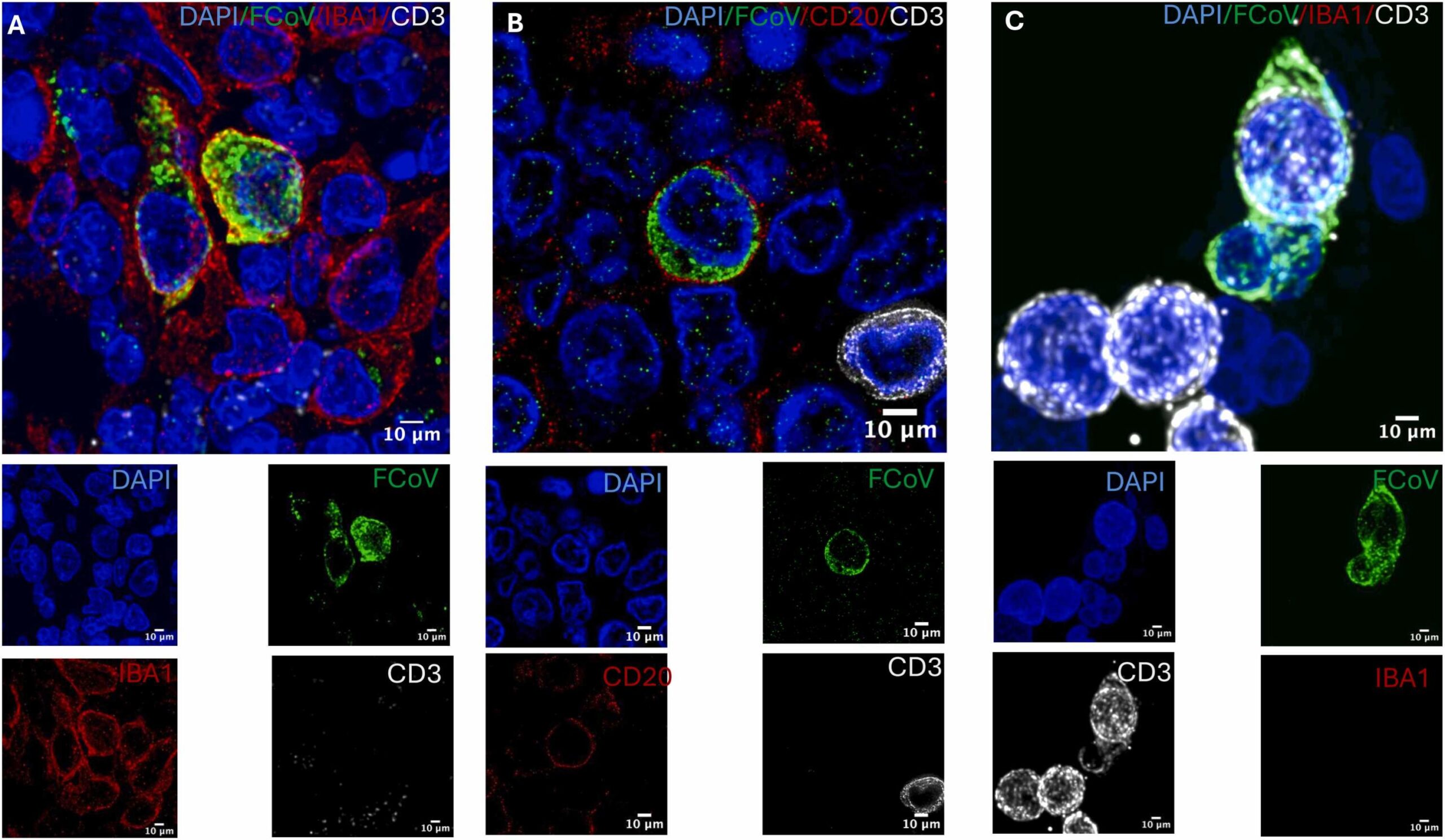FCoV nucleocapsid protein localizes to IBA1⁺ macrophages, CD20⁺ B cells, and CD3⁺ T cells in mesenteric lymph nodes of cats with effusive FIP.