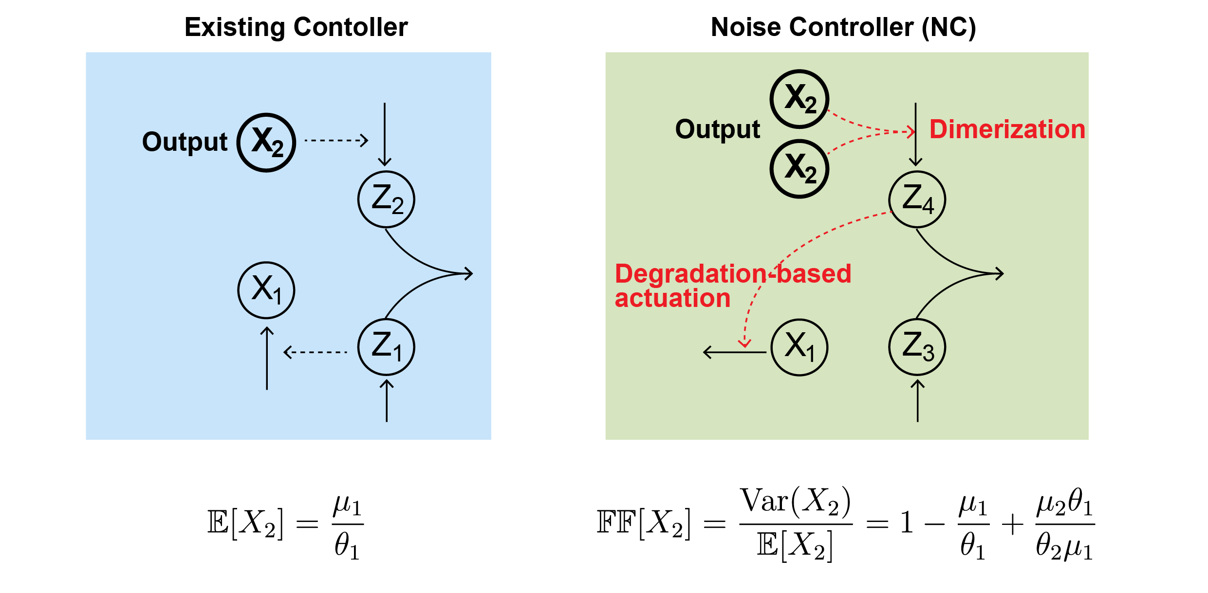 The structure of the noise controller. In the conventional control mechanism, the final output (X2) produces one of the controller proteins (Z1), and this protein is eliminated together with another controller protein (Z2), which generates the system’s input (X1).