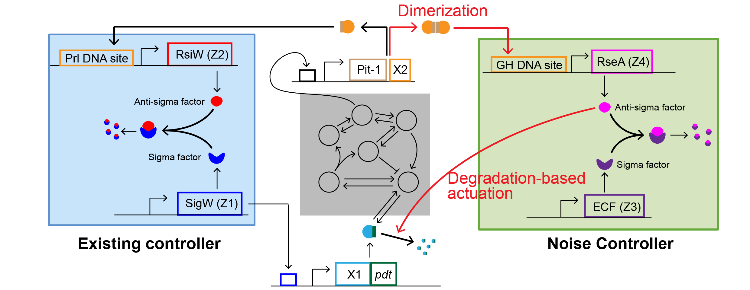 The synthetic biological circuit of the noise controller. In the biological circuitry of the conventional control mechanism, the final output (X2) produces an anti-sigma factor (RsiW), which binds to the sigma factor (SigW) responsible for generating the system’s input (X1).