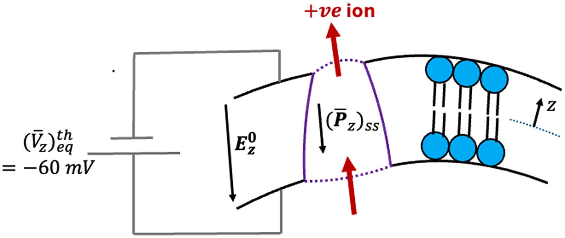 Active ion transport mechanism when cell membrane polarization Pz increases due to active protein force noise.