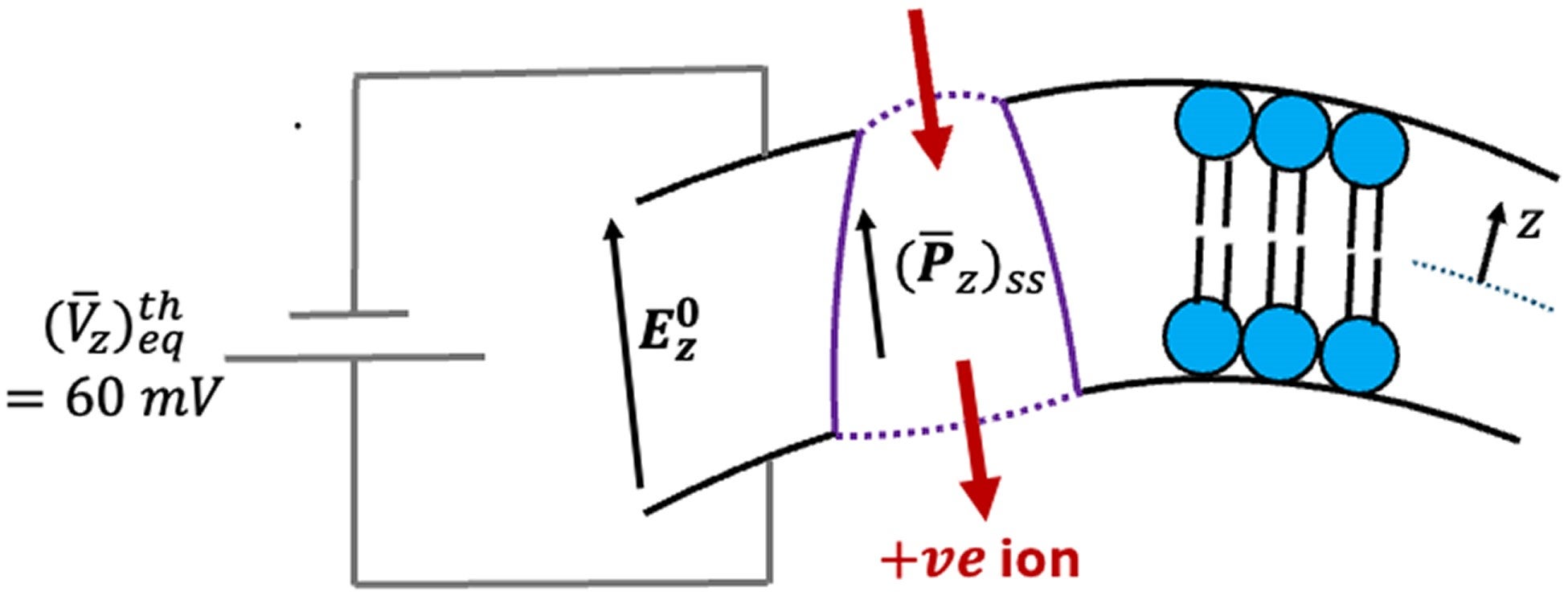Active ion transport mechanism when membrane polarization Pz decreases due to active protein force noise. 