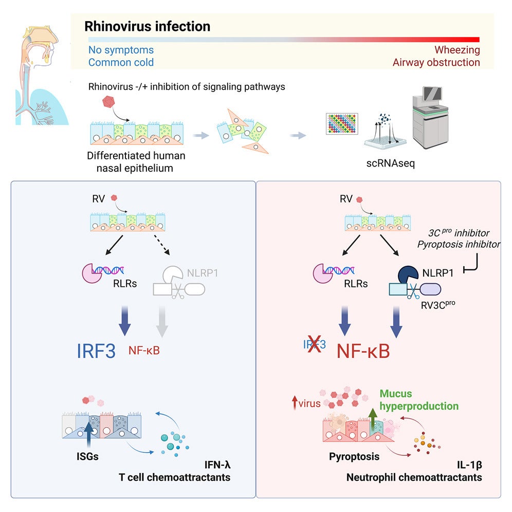 A graphical abstract of the study. 