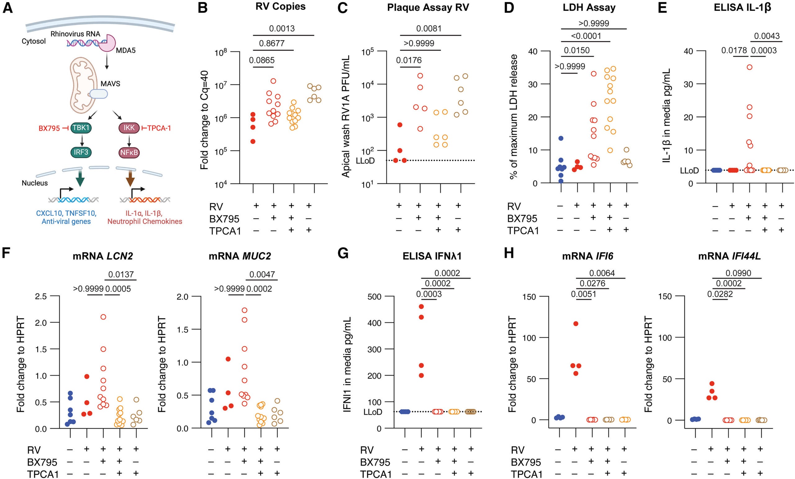 NF-κB is the upstream regulator of the pro-inflammatory response but also an essential co-regulator for nasal epithelial ISG induction