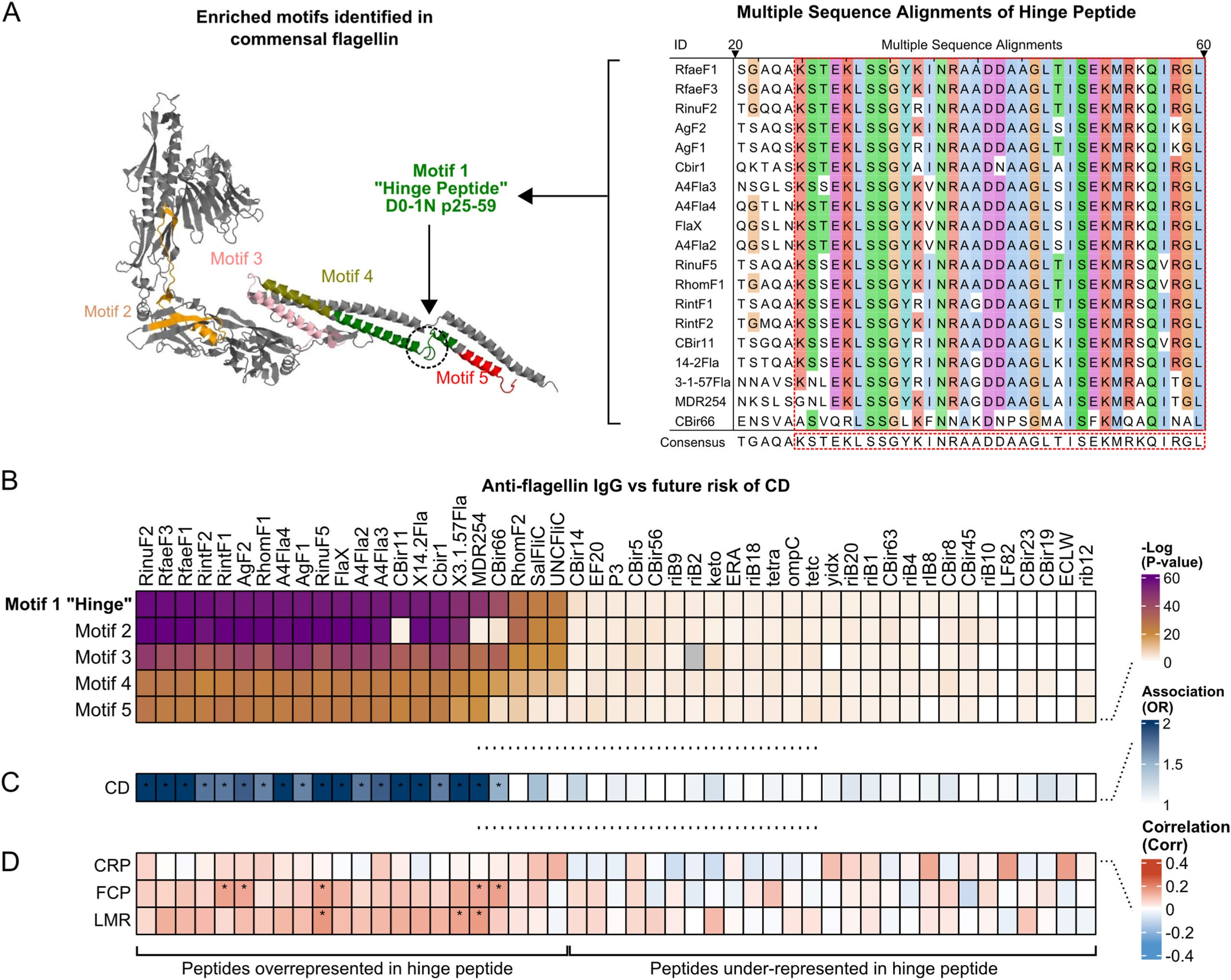 Anti-flagellin IgG responses target a conserved hinge peptide and is correlated with independent risk factors of CD: FCP, CRP, and LMR.