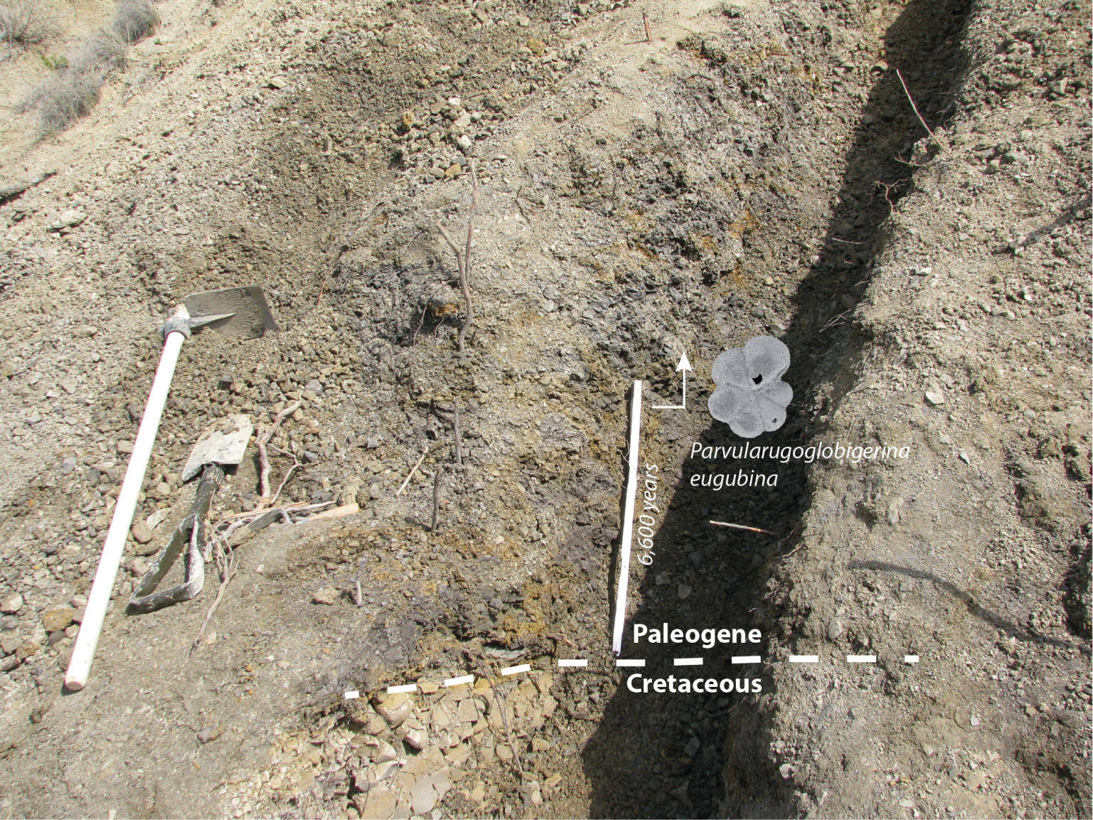 The Cretaceous–Paleogene (K/Pg) boundary at El Kef, Tunisia, along with the overlying interval examined in this study.