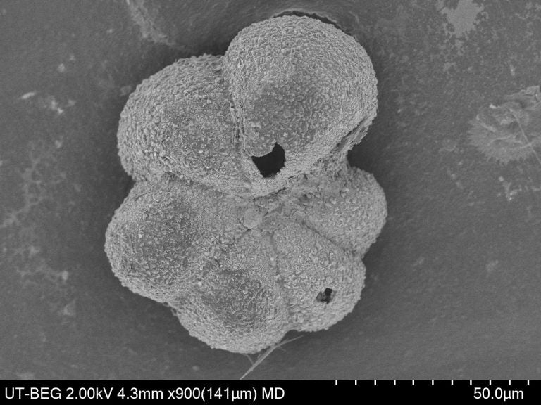 A scanning electron micrograph shows the planktic foraminifer Parvularugoglobigerina eugubina. Its appearance about 6,400 years after the Chicxulub impact defines the upper boundary of the first planktic foraminiferal biozone following the K/Pg mass extinction.