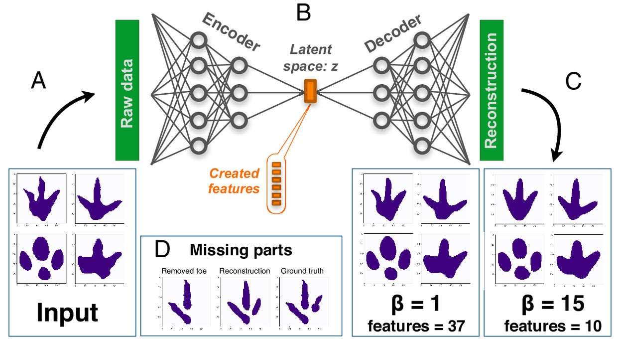 The disentangled variational autoencoder method. Silhouettes of dinosaur footprints are processed through an artificial neural network with a dimensional bottleneck in its center.