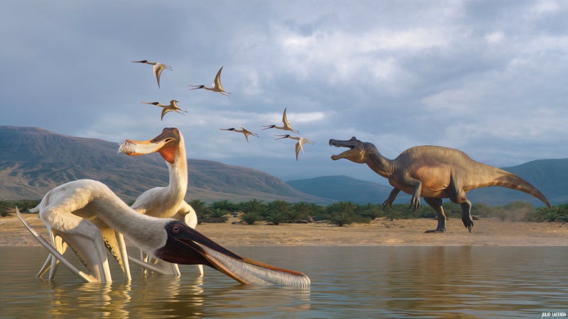 Fossilized dinosaur vomit reveals new pterosaur species in Brazil
