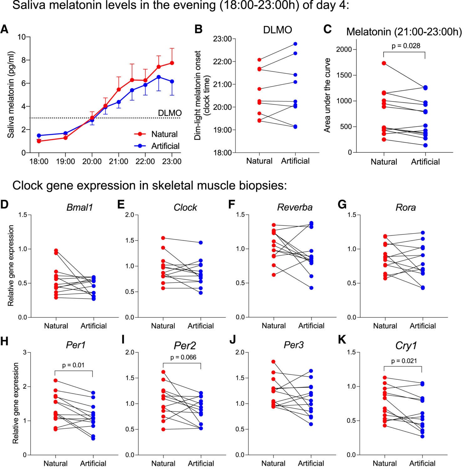 Evening melatonin levels and skeletal muscle clockwork