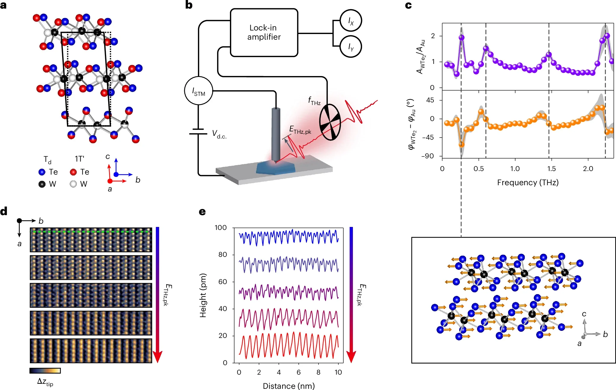 Shear motion in WTe2 driven by tip-enhanced terahertz fields.