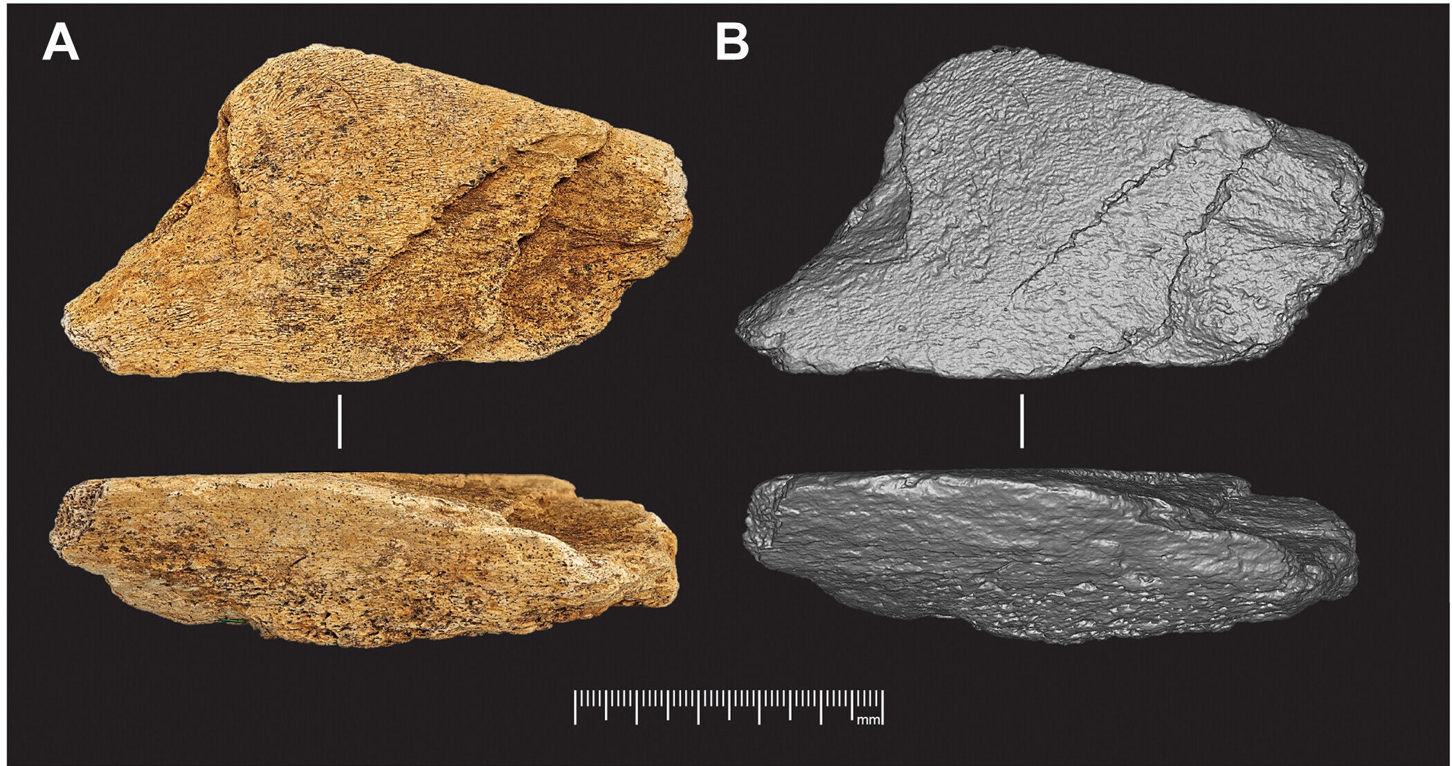 Elephant-bone tool (NHMUK PV UNREG 4339) from intertidal deposits at the Boxgrove Waterhole Site (Q1/B).