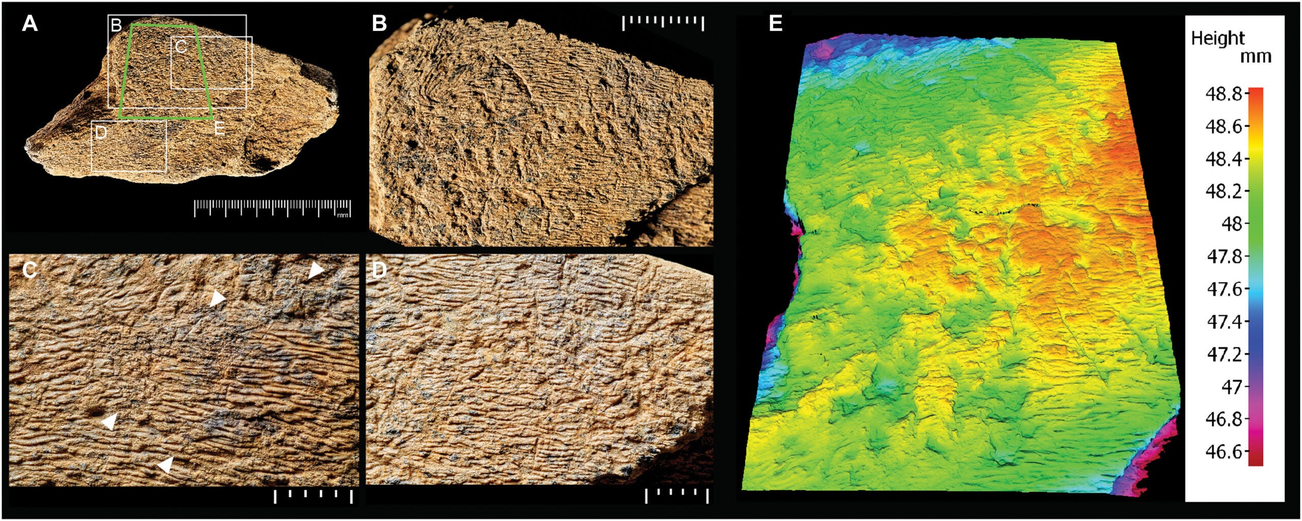 Photographs of battered areas of the elephant cortical bone, showing the distribution of the pits and scores. 3D surface model showing the unmodified texture of the cortical surface intersected by pits and scores.