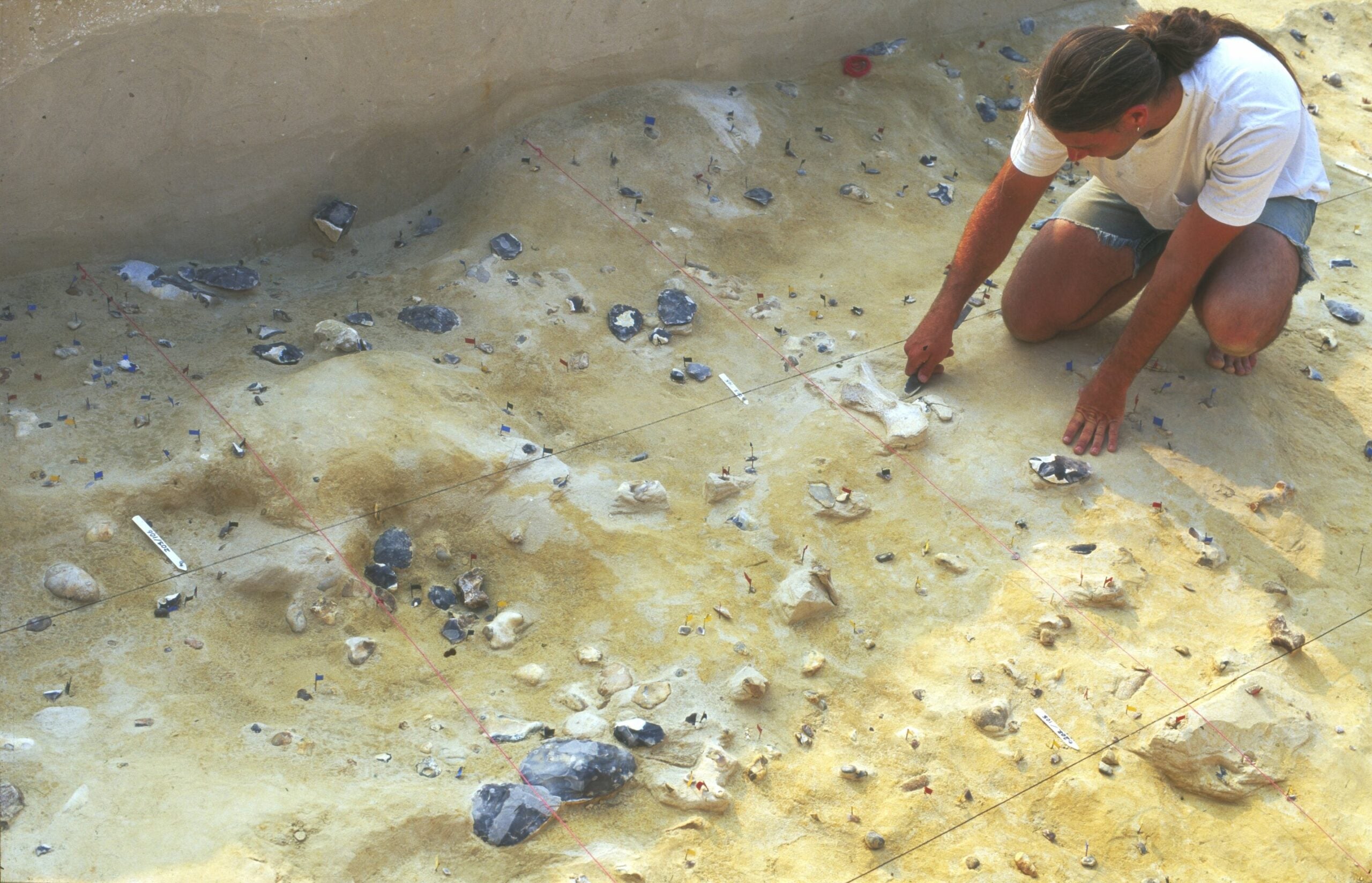 An archaeologist excavates the Boxgrove archaeological site in the 1990s, when the elephant bone tool was excavated. The site yielded numerous handaxes and other flint tools as well as butchered animal bones, offering insight into the life of the human ancestors that lived there.