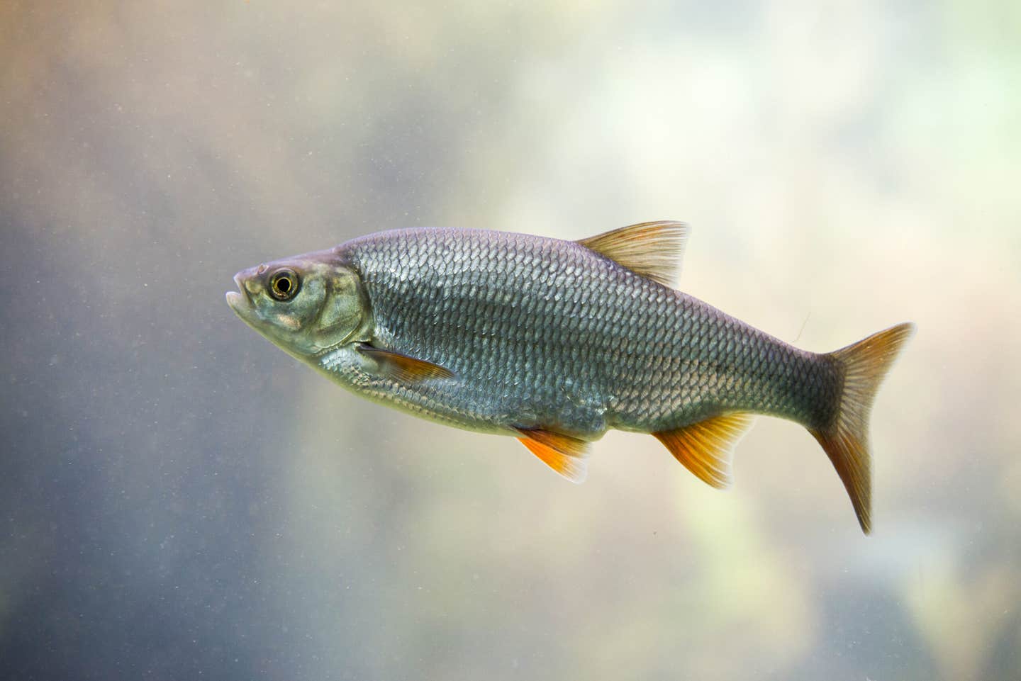 A 67-million-year-old fish fossil preserved rare middle ear bones that amplify sound. New analyses suggest otophysan fish evolved from marine ancestors and entered freshwater at least twice, reshaping the timeline for the world’s most diverse freshwater fish group.