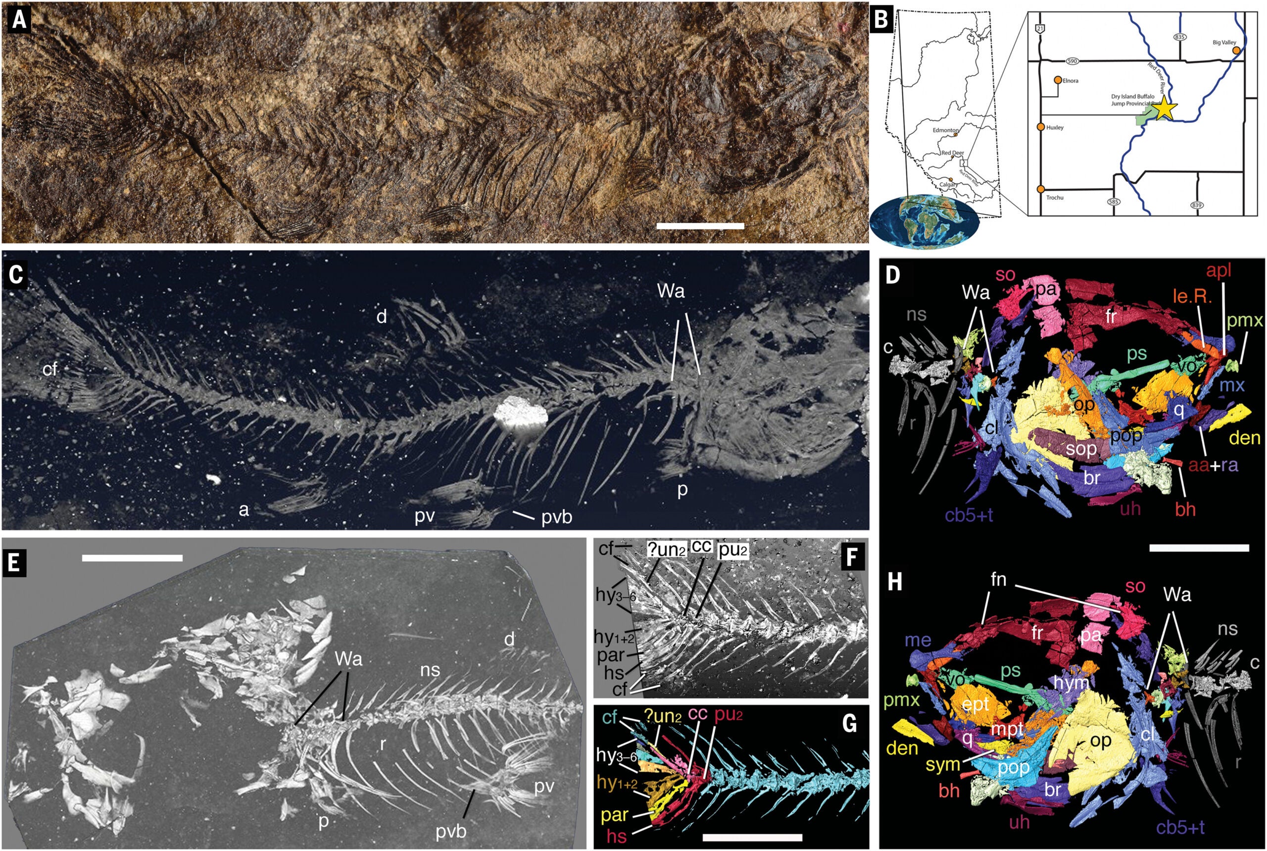 Photograph, x-ray image, 3D segmentation, and locality map of †A. maccagnoi. (CREDIT: Science)