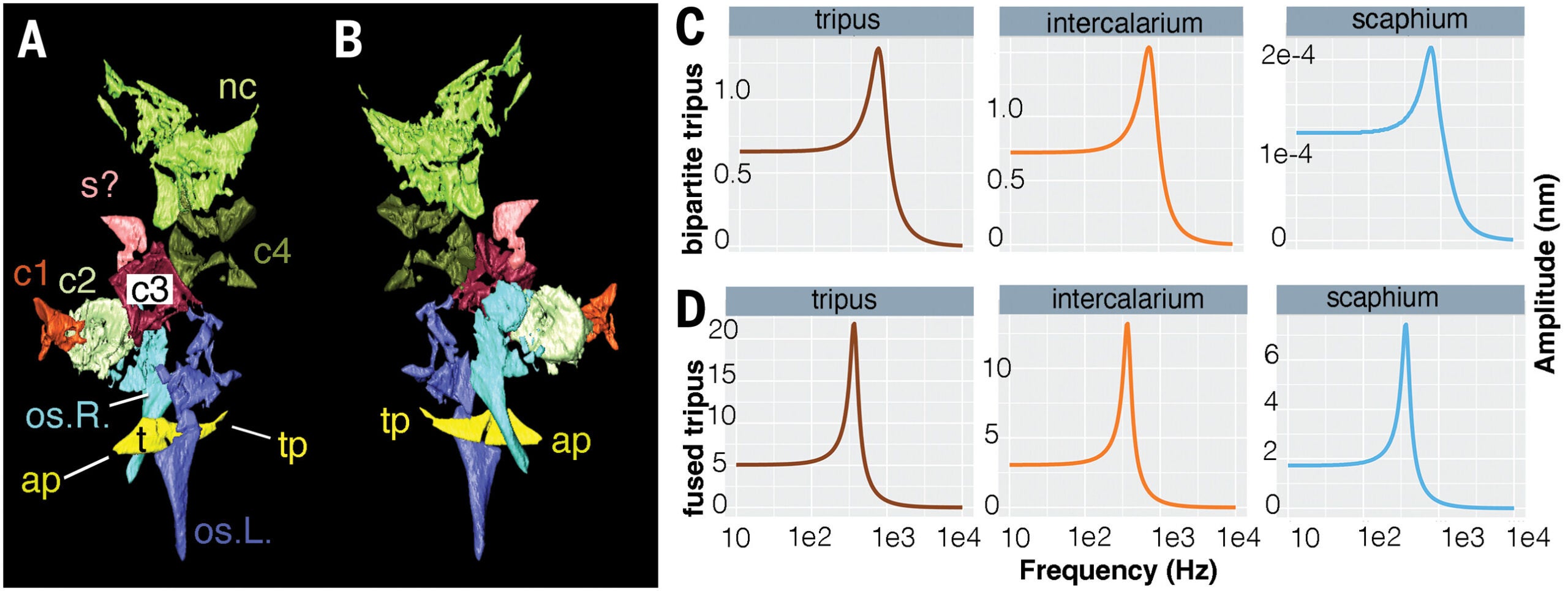 Ossicles and vertebrae of the Weberian apparatus of †A. maccagnoi and the functional simulation of its hearing characteristics.