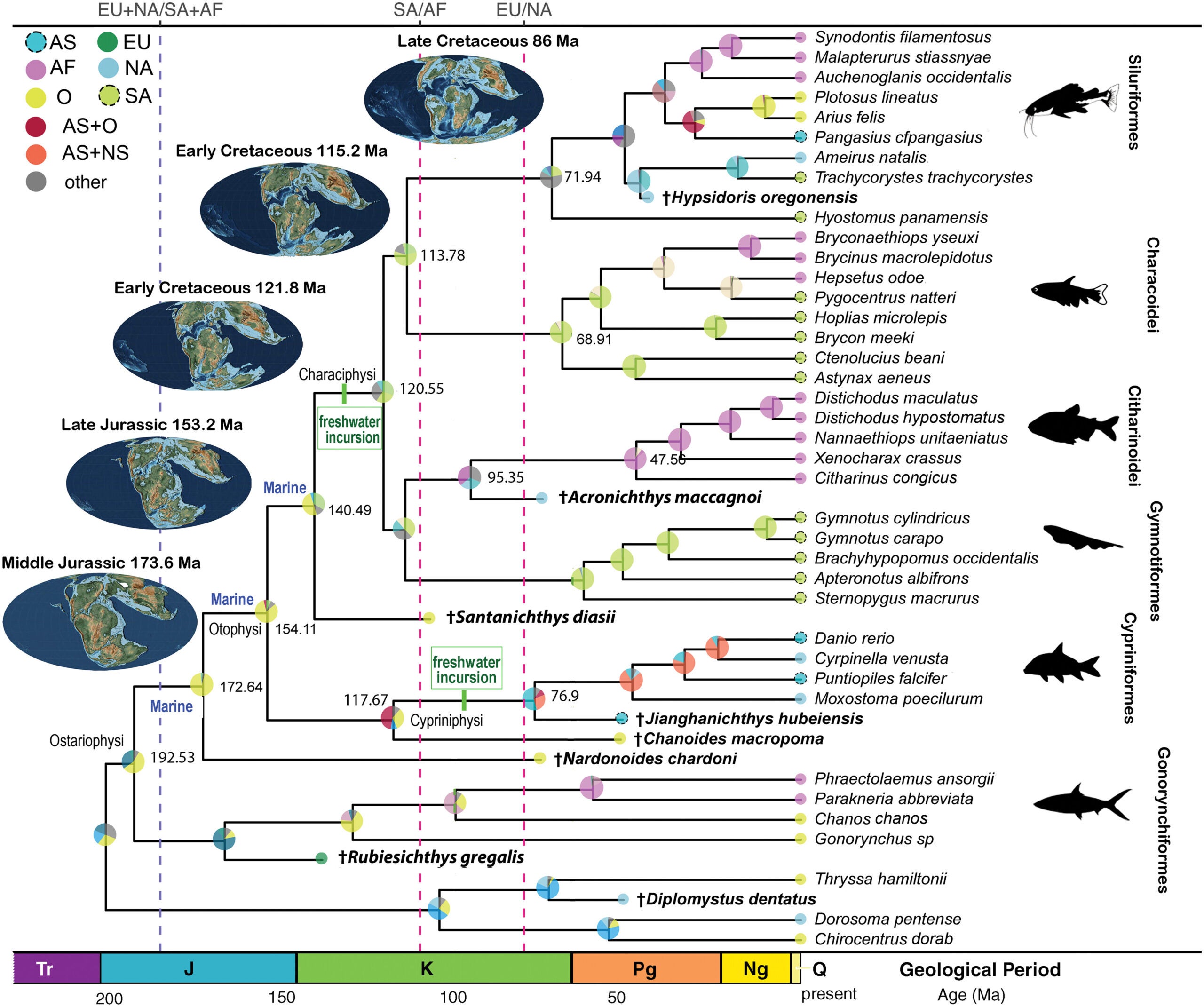 Maximum a posteriori tree of otophysans resulting from a Bayesian phylogenetic analysis mapped with ancestral geographic range and habitat environment reconstruction.