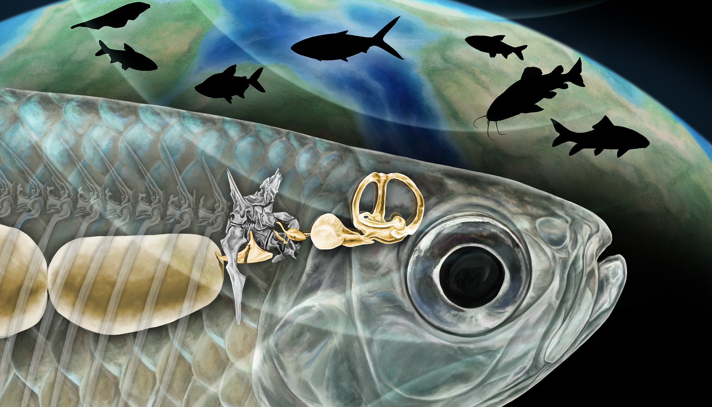 An artist's reconstruction of the Weberian apparatus in a 67 million-year-old fossil fish. The Weberian structure (gold-colored bones at center) arose from a rib (shown in gray attached to several back bones in the spine) and connect the fish's air bladder (left) with the inner ear (right). The bony structure endows the fish with more sensitive hearing and is still present today in two-thirds of all freshwater fish species. The background depicts the various fish lineages that evolved after the supercontinent Pangea broke up.
