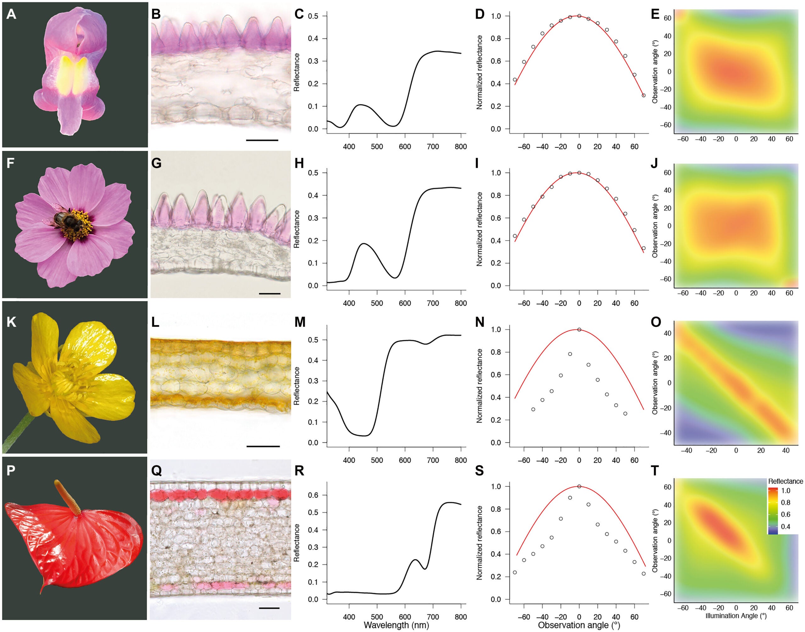 Optical and anatomical properties of glossy and matte flowers.