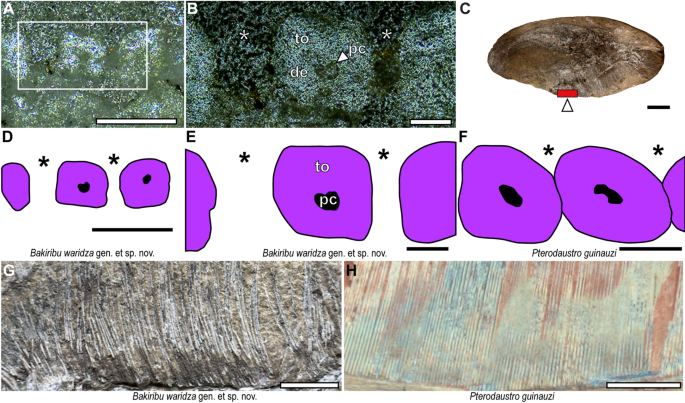 Tooth histology of Bakiribu waridza.