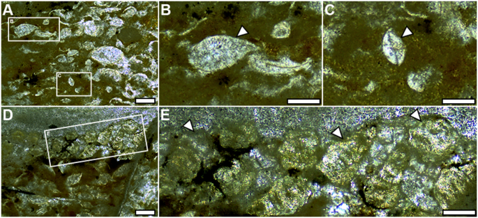 Petrography of the calcareous concretion in which the holotype of Bakiribu waridza.