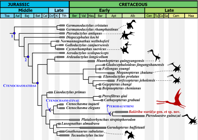 Time-scaled strict consensus tree showing archaeopterodactyloid intrarrelationships.
