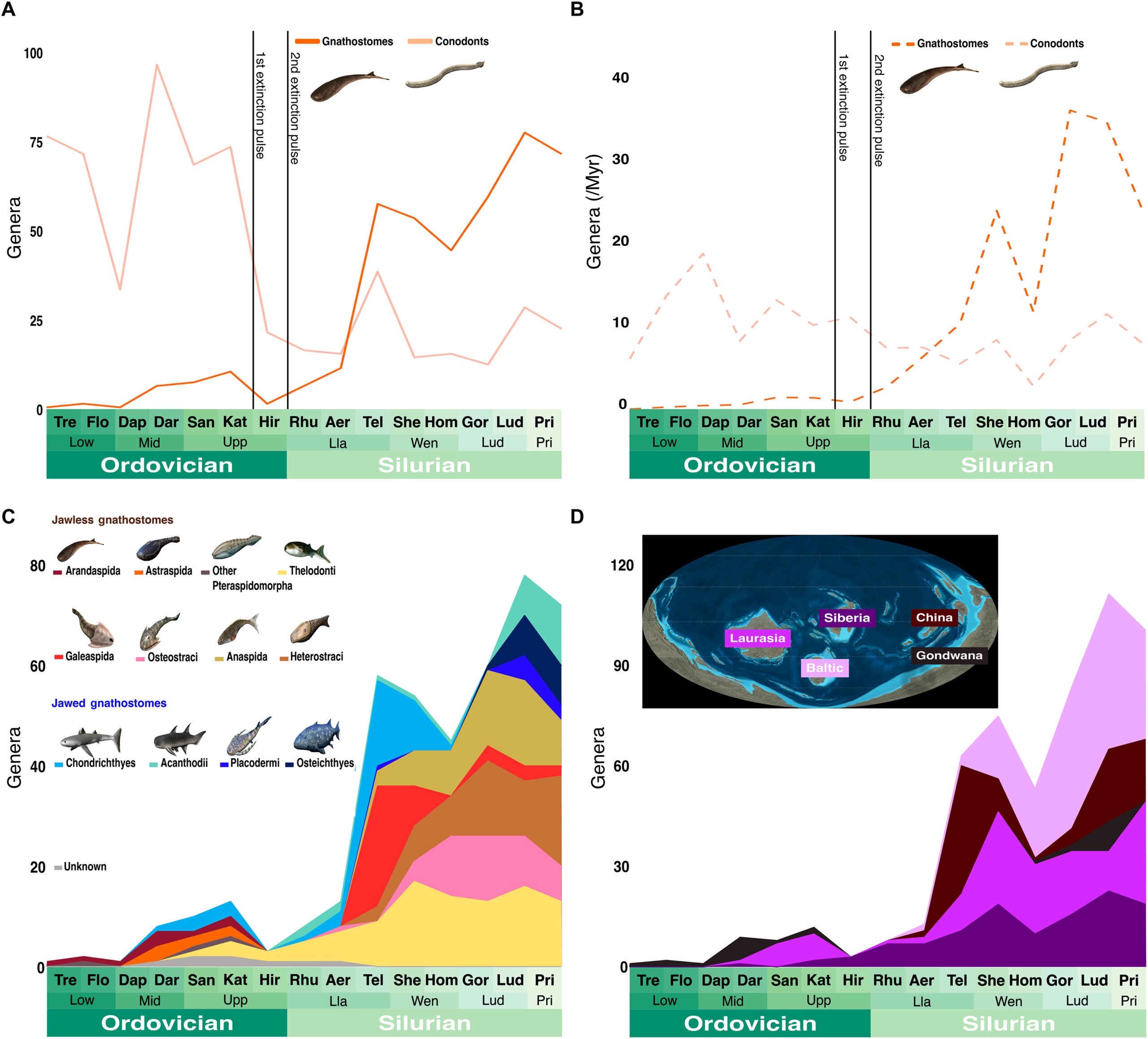 Genus-level diversity curves for gnathostomes from the Ordovician to Silurian.