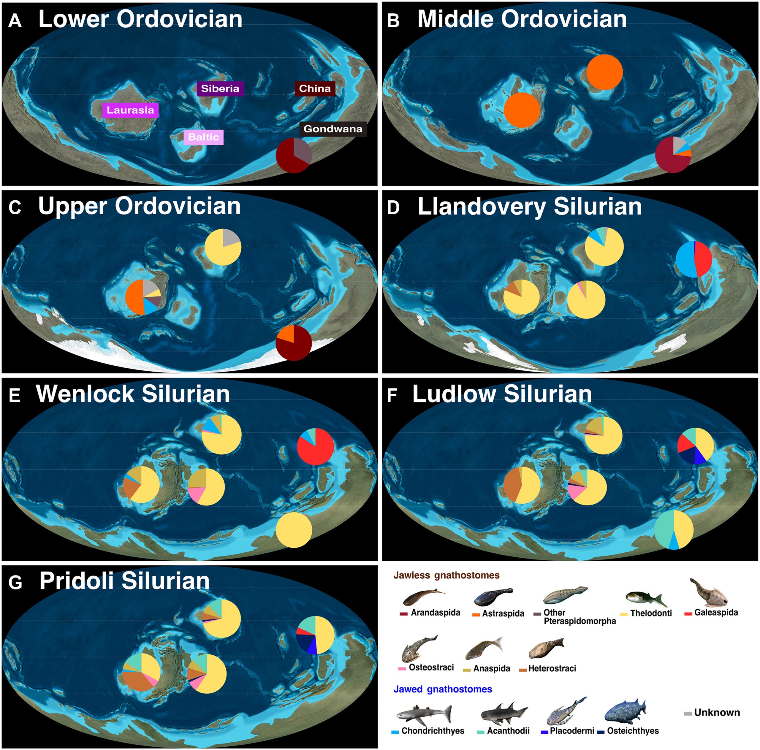 Species-level richness by geological series for 13 gnathostome groups in five Paleozoic geographic regions (Gondwana, Siberian, Laurasia, Baltic, and China).