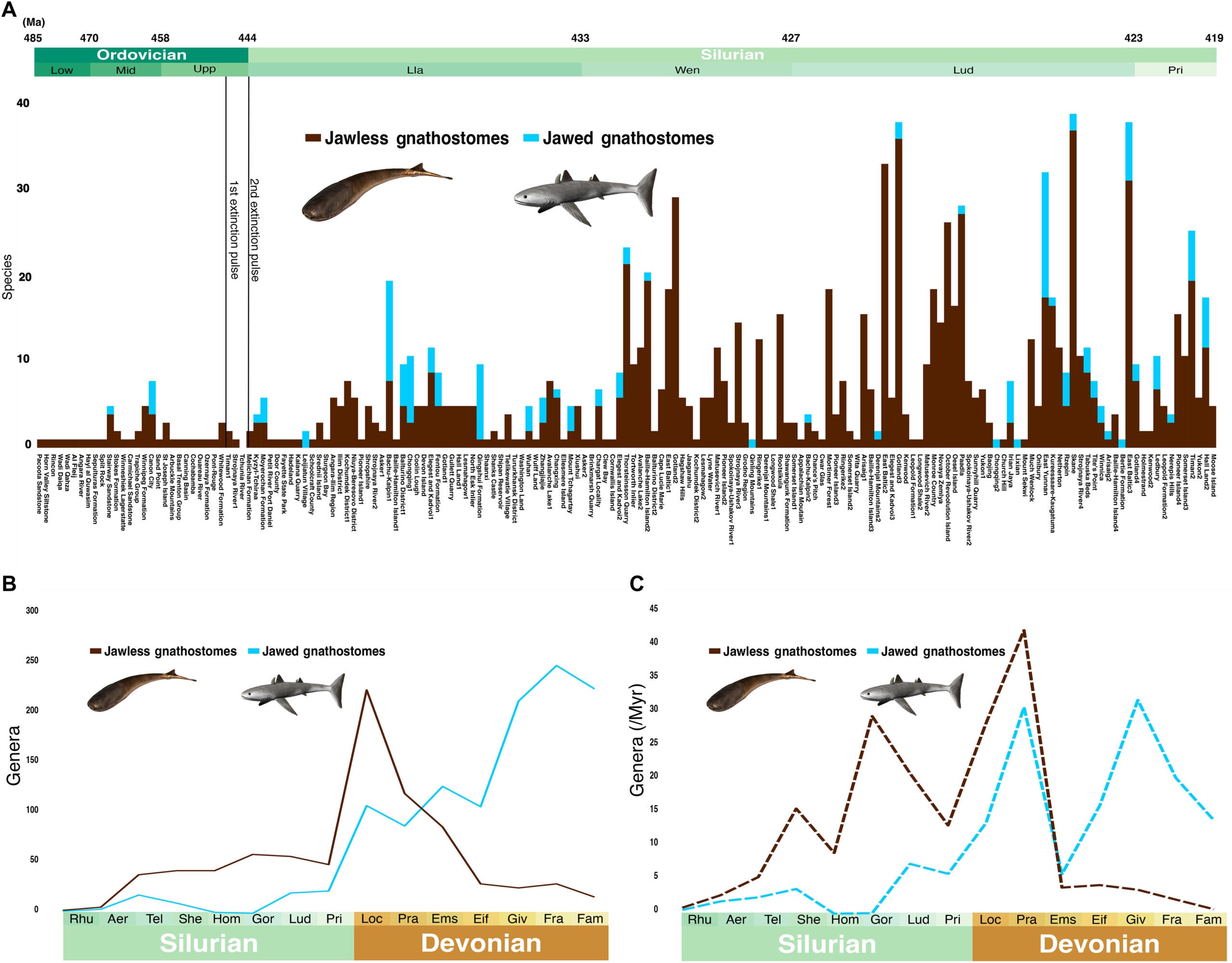 Comparison of jawed and jawless gnathostome diversity trends over the mid-Paleozoic.