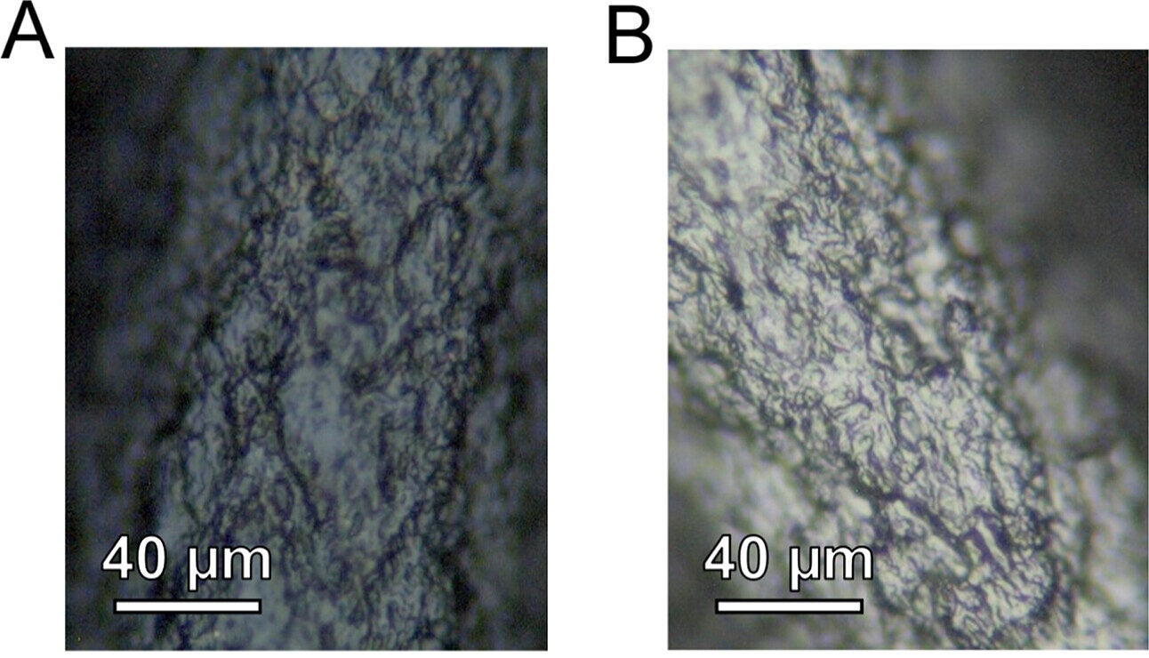 Optical images of Edison-like carbon filament. Microscopic images of the carbon filament from the Edison-like carbon light bulb filament (A) before and (B) after being subjected to 110 V for 20 s.