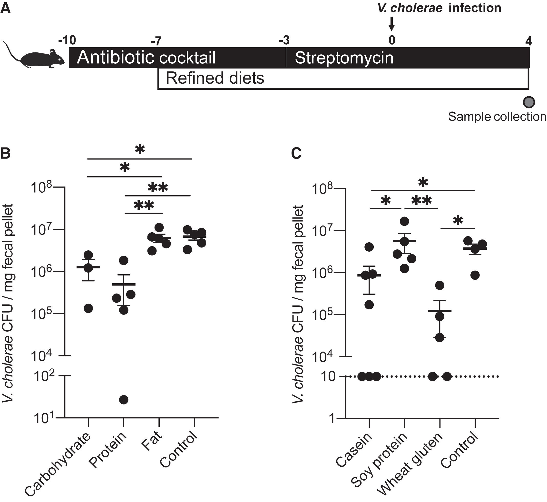 Diet macronutrient composition can drive V. cholerae infection resistance
