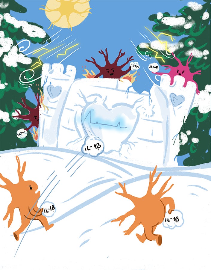 Neuronal and immune signals underlying heart attacks.