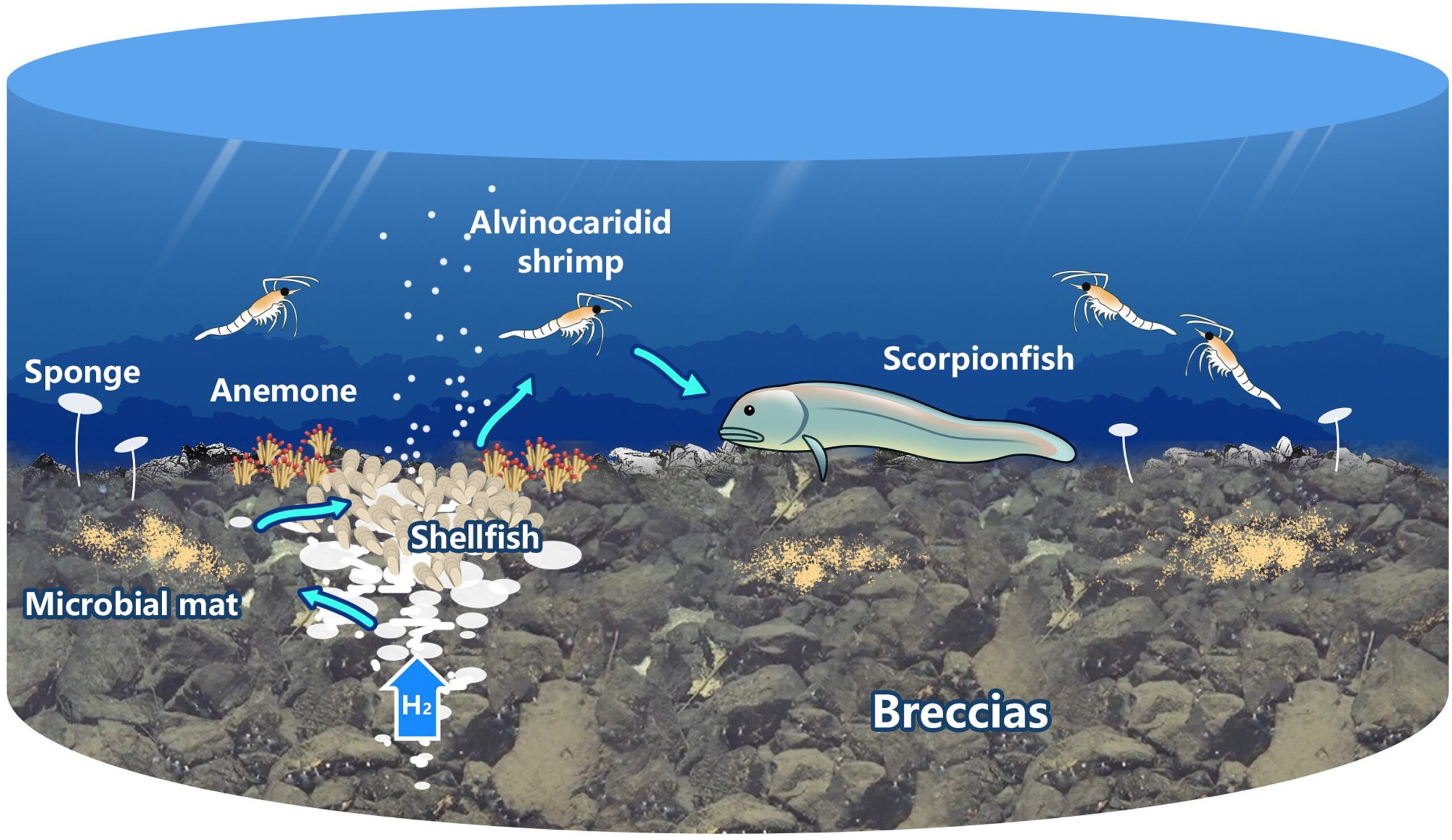 Cartoon illustrating the hydrogen hydrothermal pipes.