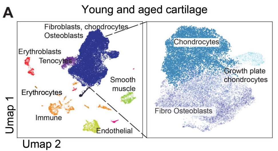 Single-cell transcriptome analysis of dissociated cells from young and aged cartilage from mouse knee joints visualized by Uniform Manifold Approximation and Projection (UMAP).