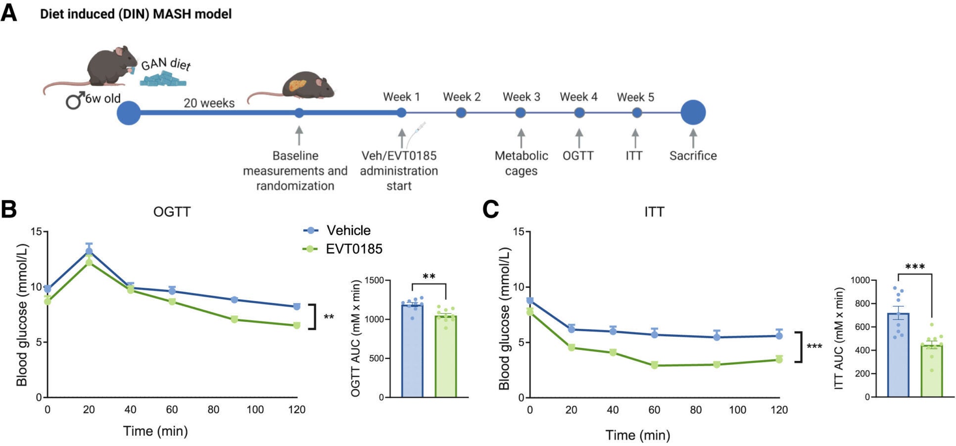 EVT0185 improves insulin sensitivity, MASH, and fibrosis without increasing plasma triglycerides in mice fed the GAN diet and housed at room temperature