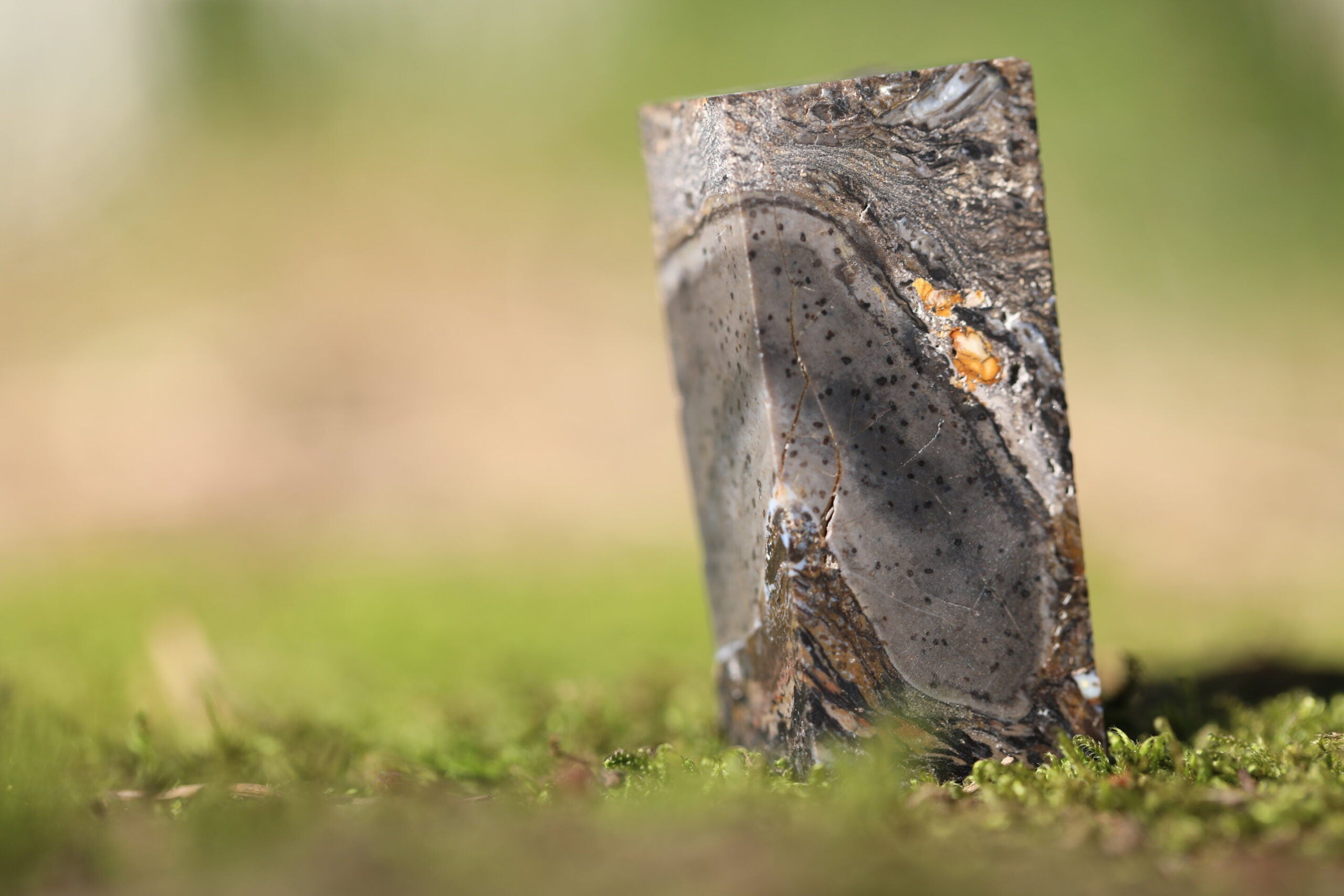 Fossil specimen of Prototaxites taiti on a mossy surface, resembling the landscape of the Early Devonian.